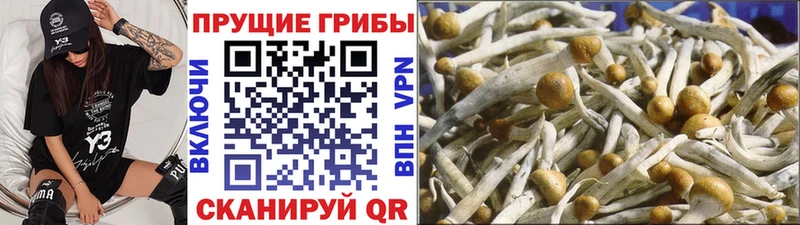 Псилоцибиновые грибы прущие грибы  Бор 
